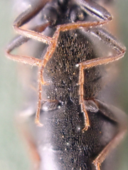 Agriotes apicalis