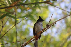 Pycnonotus cafer × jocosus