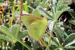 Colias meadii
