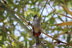 Pycnonotus cafer × jocosus