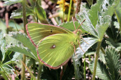 Colias meadii