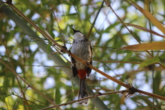 Pycnonotus cafer × jocosus