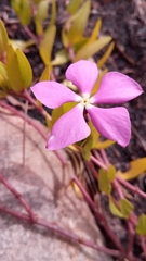 Catharanthus lanceus
