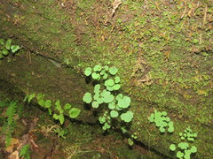 Thalictrum thalictroides