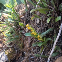 Stelis emarginata