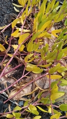 Catharanthus lanceus