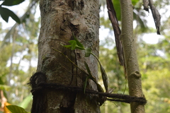 Dendrobium crumenatum