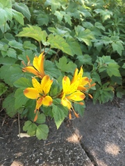 Alstroemeria aurea