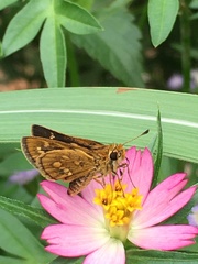 Taractrocera ardonia lamia