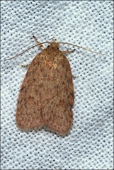 Garrha repandula