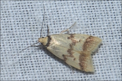 Heteroteucha anthodora