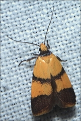 Heteroteucha translatella