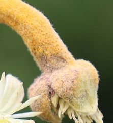 Puccinia alnetorum