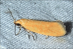 Microbela monodyas