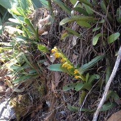 Stelis emarginata