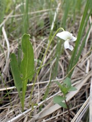 Viola patrinii
