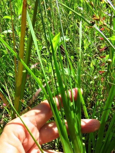 Image of Xyris laxifolia by (c) Annika Lindqvist, some rights reserved (CC BY)