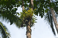 Liparis parviflora