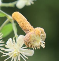 Puccinia alnetorum