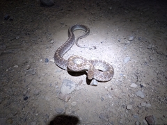 Arizona elegans philipi