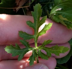 Sanicula hoffmannii