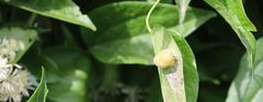 Puccinia alnetorum