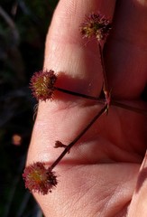 Sanicula hoffmannii