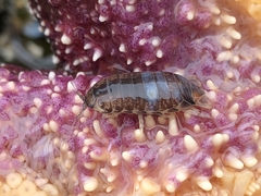 Cirolana harfordi