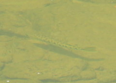 Micropterus warriorensis