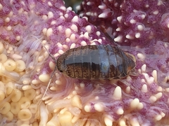 Cirolana harfordi