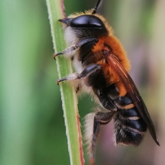 Megachile