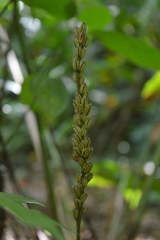 Malaxidinae