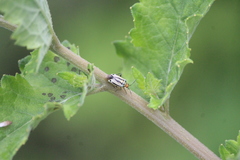 Poecilocapsus nigriger