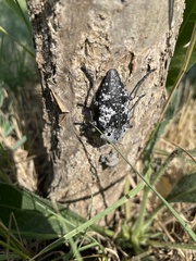 Capnodis cariosa