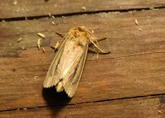 Globia sparganii