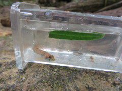 Etheostoma stigmaeum