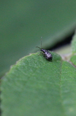 Hespera lomasa
