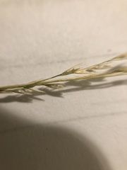 Deschampsia elongata