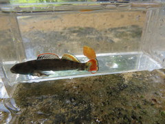 Etheostoma douglasi