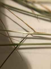 Deschampsia elongata