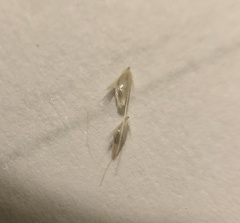 Deschampsia elongata