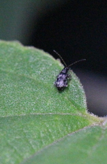Hespera lomasa