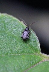 Hespera lomasa