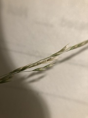 Deschampsia elongata