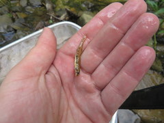 Etheostoma stigmaeum