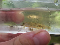 Etheostoma bellator