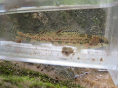 Etheostoma bellator