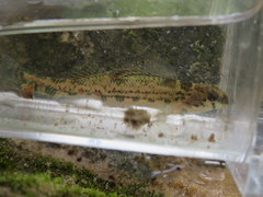 Etheostoma bellator