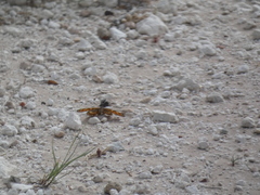 Chlosyne fulvia