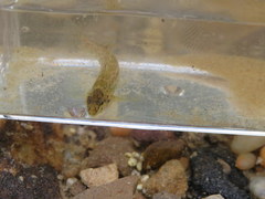 Etheostoma bellator